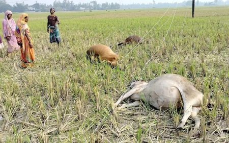 চার সপ্তাহ পরও নেপালের বন্যার ক্ষত, নিখোঁজ ৬ হাজার, মৃত ১৪৫১