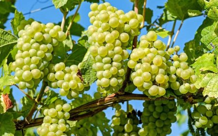 আজ বরিশালে ১১ দলীয় ঐক্যের বিভাগীয় সমাবেশ