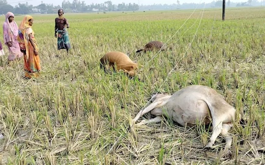 চার সপ্তাহ পরও নেপালের বন্যার ক্ষত, নিখোঁজ ৬ হাজার, মৃত ১৪৫১